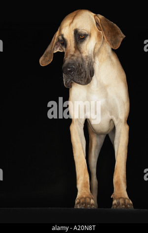 Deutsche Dogge stehend, front Ansicht Stockfoto