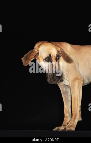 Deutsche Dogge stehend, Kopf gedreht, Ohren verlängert Stockfoto