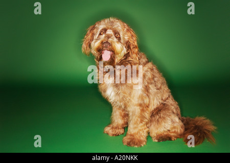 Otterhund sitzen mit Zunge heraus Stockfoto