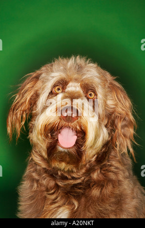 Otterhund, Nahaufnahme Stockfoto