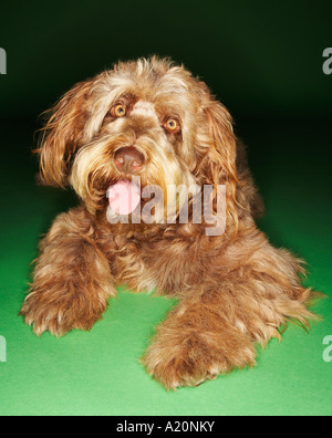 Otterhund liegend grassiert, Zunge raus Stockfoto