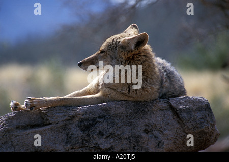 Kojote im Sonora Desert Museum in Arizona in der Sonne aalen Stockfoto