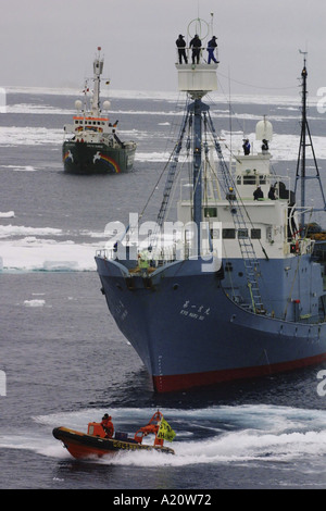 Japanische Walfang-Flotte Jagd Zwergwale, verfolgt von Greenpeace im südlichen Ozean, Antarktis Stockfoto