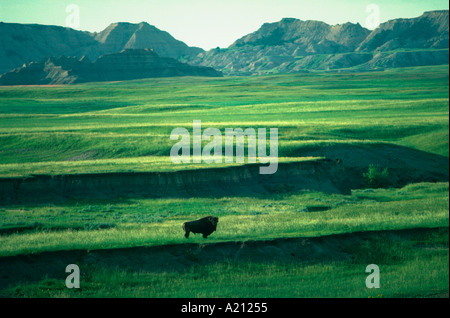 Stier buffalo Bisons Herausforderungen Fotografen in Badlands Nationalpark Stockfoto