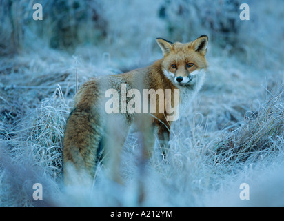 Fuchs im gefrorenen Rasen Stockfoto