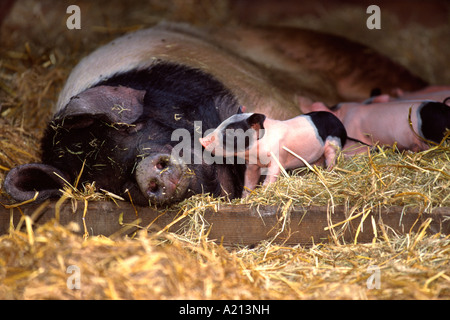 Schwäbisch Haellisches Landschwein Schwäbisch Haellisch Schwein in Süddeutschland Stockfoto