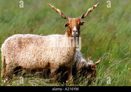 Racka Schafe Karpatenschaaf Zackelschaaf Ungarisch Ungarn Stockfoto