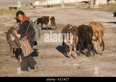 Ein tibetisches Mädchen mit Kühen und Milkjars gehen auf die Weide in den frühen Morgenstunden in Tingri in Tibet Stockfoto