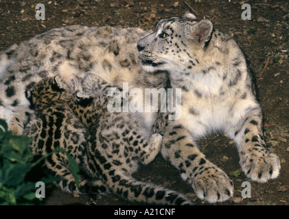 Schneeleopard (Panthera uncia), Captive Port Lympne Wild Animal Park, Kent, Großbritannien. Weibchen mit Wurf von Jungen Stockfoto