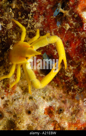 Elegante hocken Hummer Allogalathea Elegans Neubritannien Papua New Guinea Stockfoto