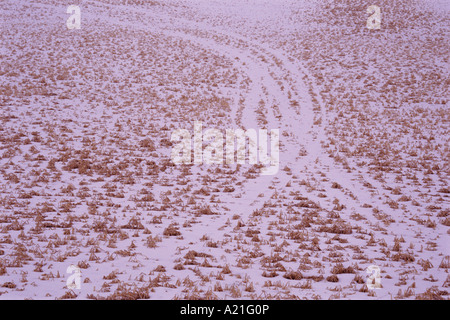 Verfolgen Sie die Spuren im Schnee Stockfoto