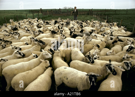 Schafe in einen Stift Stockfoto
