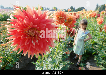 Mädchen stehen auf Dahlia Gebiet, Portland, Oregon Stockfoto