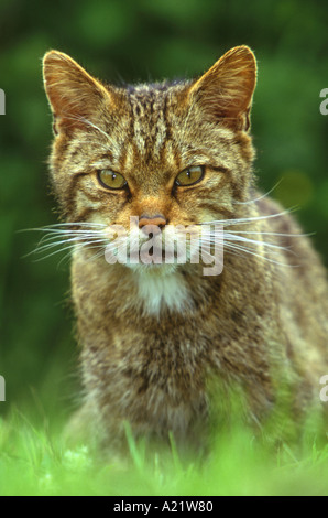 Schottische Wildkatze Felis sylvestris Stockfoto