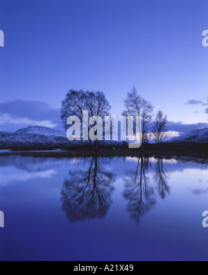 Bäume auf Loch Ba Rannoch Moor Schottland reflektiert Stockfoto