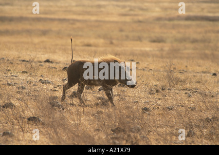 Jungen Warzenschwein läuft mit seinem Endstück, Ngorongoro Crater Tansania Ostafrika Stockfoto