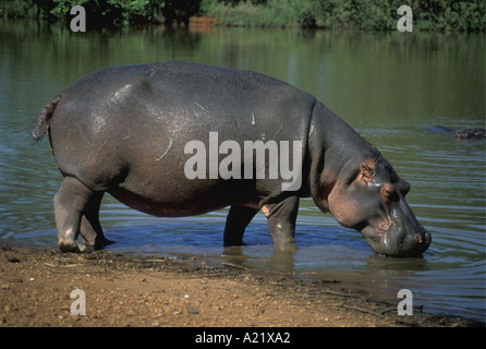 Nilpferd aus dem Wasser trinken an einem Pool oder Stream im südlichen Afrika Milwane Game Reserve Swasiland Stockfoto