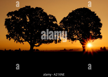 Zwei Ahornbäume bei Sonnenaufgang. Stockfoto
