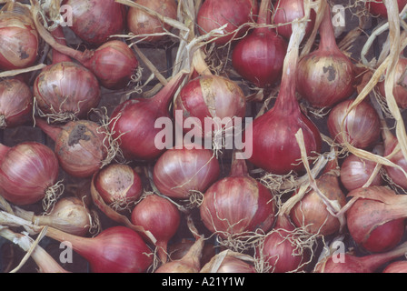 Allium Cepa (Aggregatum Group) "Prisma" F1 Hybride. Samen gewachsen Schalotten. Stockfoto