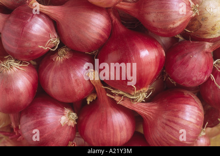 Allium Cepa (Aggregatum Group) "Prisma" F1 Hybride. Samen gewachsen Schalotten. Stockfoto