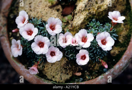 Alpine Steinbrech im Blumentopf Stockfoto