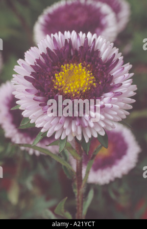 Callistephus Chinensis "Lilliput Blue Moon" (China Aster) Großaufnahme von weißen Blume, lila und gelb. Stockfoto