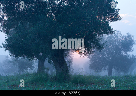 ein Olivenhain am Morgengrauen nr Alberobello Apulien Italien NR Stockfoto