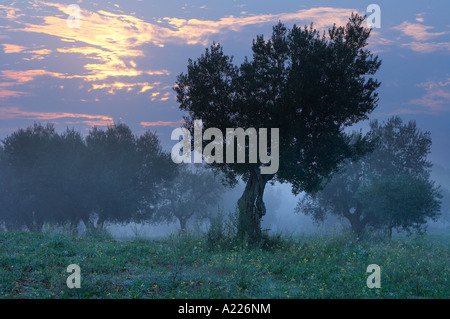 ein Olivenhain am Morgengrauen nr Alberobello Apulien Italien NR Stockfoto