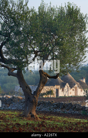 ein Trulli unter die Olivenhaine in der Landschaft Nr. Alberobello Apulien Italien NR Stockfoto
