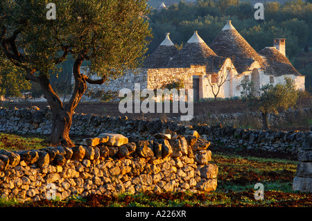 ein Trulli unter die Olivenhaine in der Landschaft Nr. Alberobello Apulien Italien NR Stockfoto