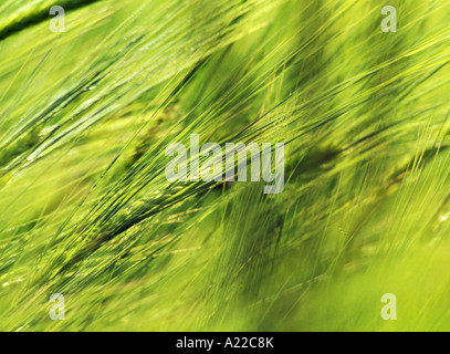 Gerste - Ohren Stockfoto