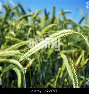 Roggen - Ohren Stockfoto