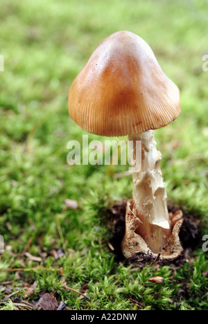 Tawny Grisette / Amanita Fulva Stockfoto