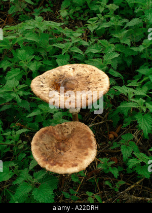 zwei Parasol-Pilze / Macrolepiota Procera Stockfoto