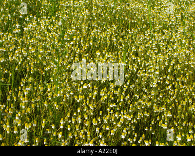 Deutsch Kamille / Matricaria Recutita Stockfoto