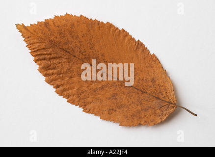 Herbst gelb welkes Blatt auf weißem Hintergrund Stockfoto