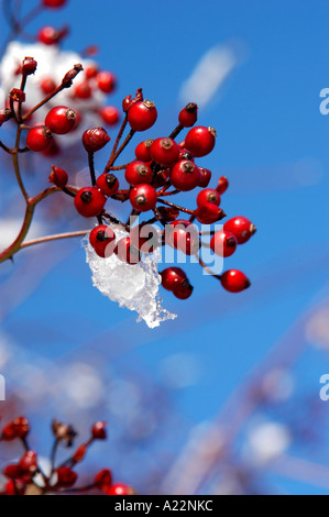 Verschneite rote Beeren zeichnen sich gegen strahlend blauem Himmel im winter Stockfoto