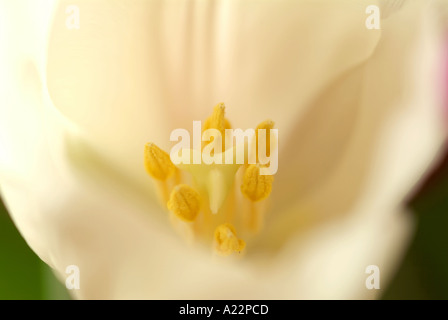 Weiße Tulpe in der Nähe von Tulipa Stockfoto