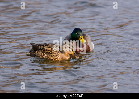 Stockente Anas Platyrhynchos Männlich und Femail auf Wasser Welney norfolk Stockfoto