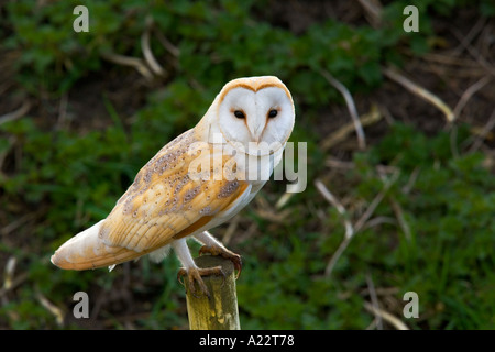 Schleiereule Tyto Alba thront auf Post mit dunklen Hintergrund Welney Norfolk Stockfoto