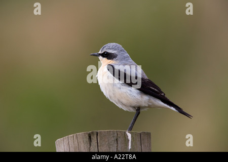 Steinschmätzer Oenanthe Oenanthe thront auf Post mit schönen Out-of-Fokus-Hintergrund-Welney-norfolk Stockfoto