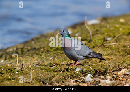 Hohltaube Columba Oenas stehen bei Waters edge-Welney norfolk Stockfoto