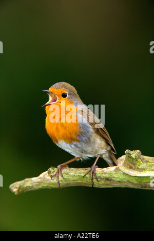 Robin Erithacus Rubecula thront auf Baumstumpf mit Schnabel öffnen singen mit schönen Fokus Hintergrund Potton bedfordshire Stockfoto