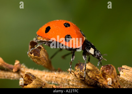 7 Punkt Marienkäfer Coccinella 7 Trommler Nahaufnahme Schuss auf Saatgut Kopf mit schön aus Fokus Hintergrund Potton bedfordshire Stockfoto