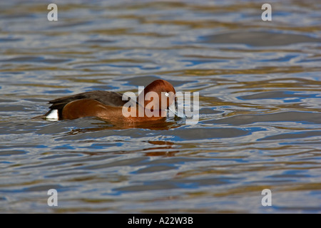 Eisenhaltige Ente Aythya Nyroca auf Wasser norfolk Stockfoto