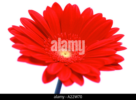 Rote Gerbera in Nahaufnahme Stockfoto