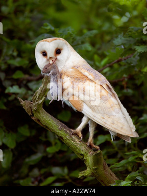 Schleiereule Tyto Alba mit kurzen tailed Wühlmaus Microtus Agrestis gehockt Filiale Potton bedfordshire Stockfoto