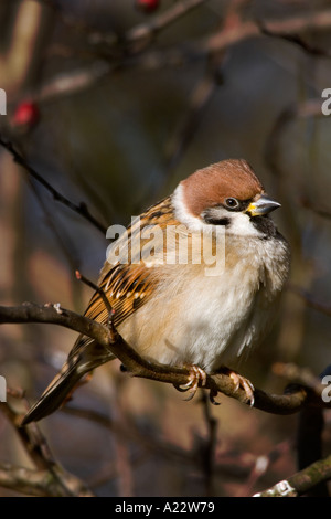 Baum-Spatz Passant Montanus thront auf Zweig mit Federn aufgeblasen Sommer Leys northampton Stockfoto