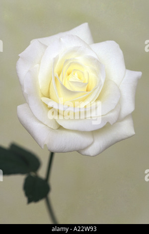 Gesamte weiße Rose auf weißem Hintergrund Stockfoto