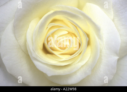 Weisse rose in enger Stockfoto